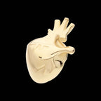 Anatomical Heart Flatback Stud Earring / Nosering - 14Kt Gold