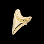 Megalodon Shark Tooth Flatback Stud Earring / Nosering - 14Kt Gold